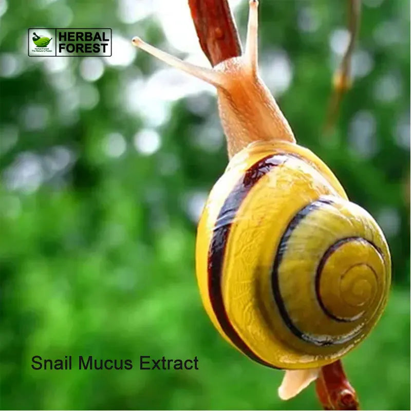 Pure Snail Mucus Extract Softens the Stratum Corneum Promotes Skin Regeneration Beauty and Skin Care Raw Materials